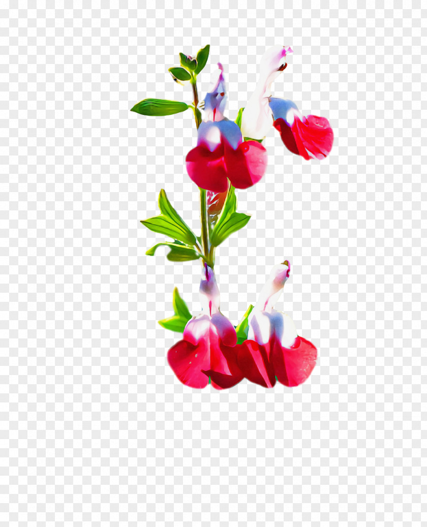 Floral Design PNG