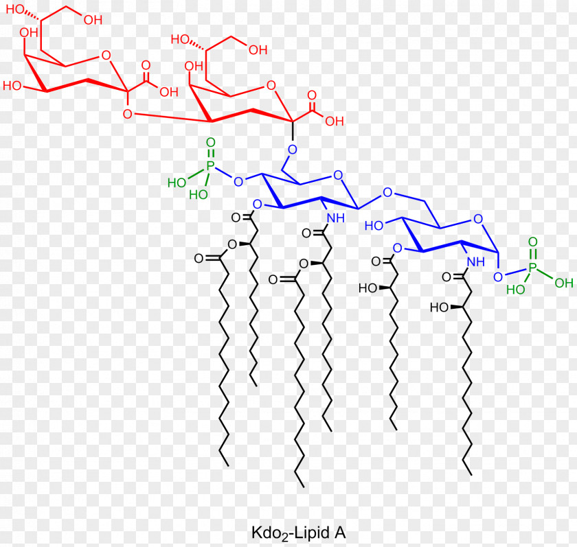 Lipid A Definition Opposite Pronunciation PNG