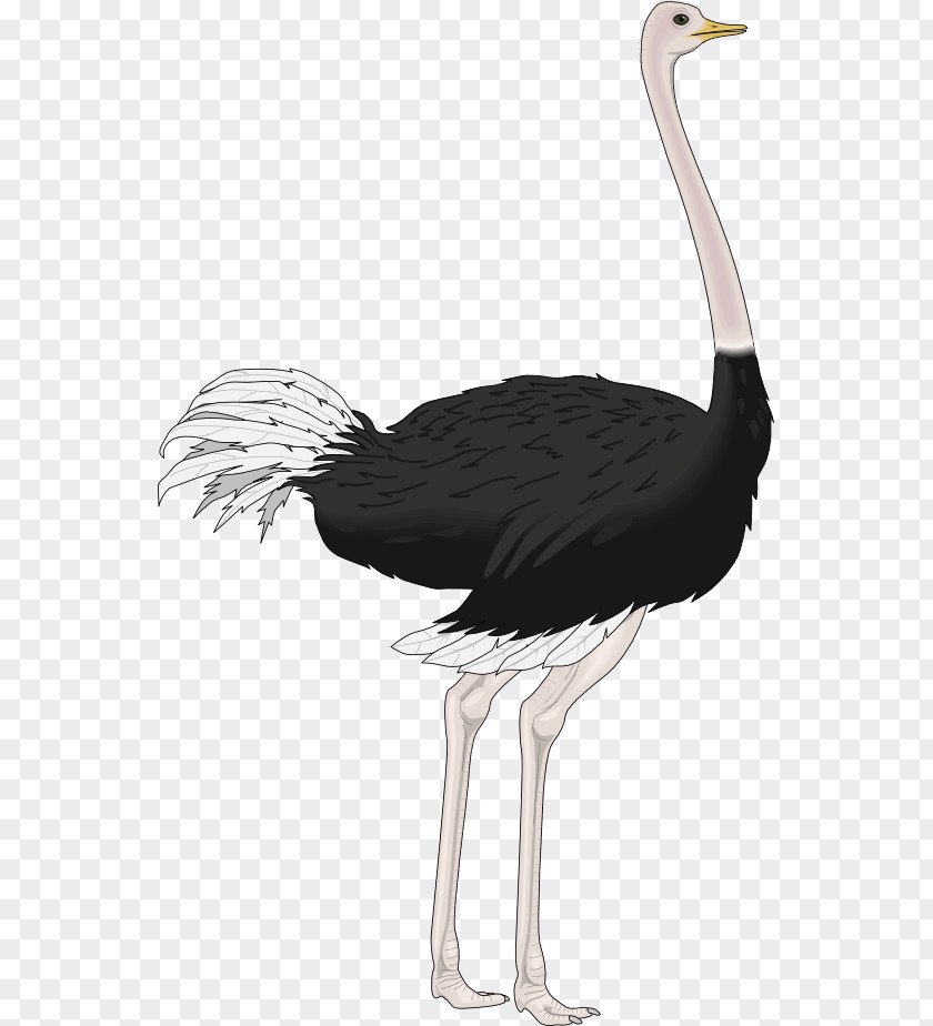 Ostrich Common Royalty-free Clip Art PNG