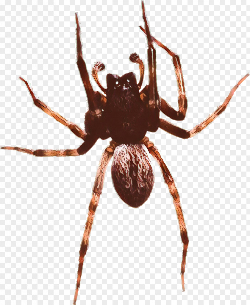 Parasite Widow Spider Black PNG