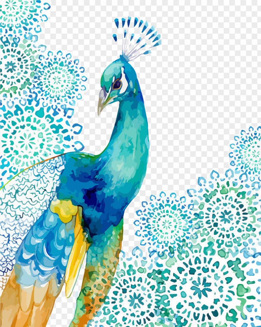 Pretty Peacock Peafowl Watercolor Painting Drawing Feather PNG
