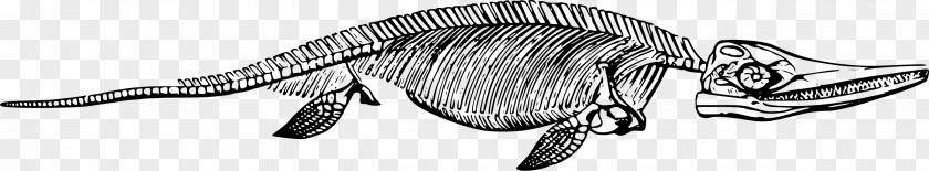 Skeleton Ichthyosaur Clip Art PNG