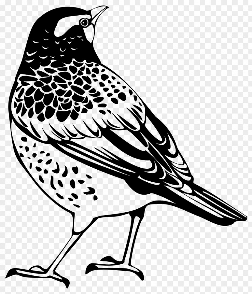 Bird Silhouette Thrush Clip Art PNG