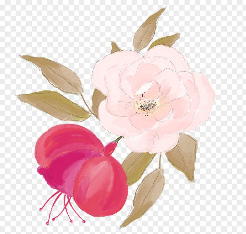Simple Watercolor Rose Centifolia Roses Painting Flower Illustration PNG