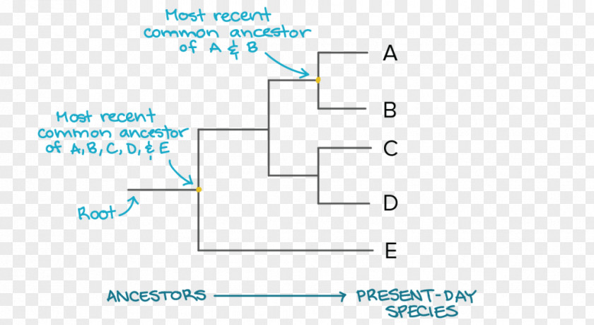 Tree Phylogenetic Phylogenetics Evolution Cladogram PNG