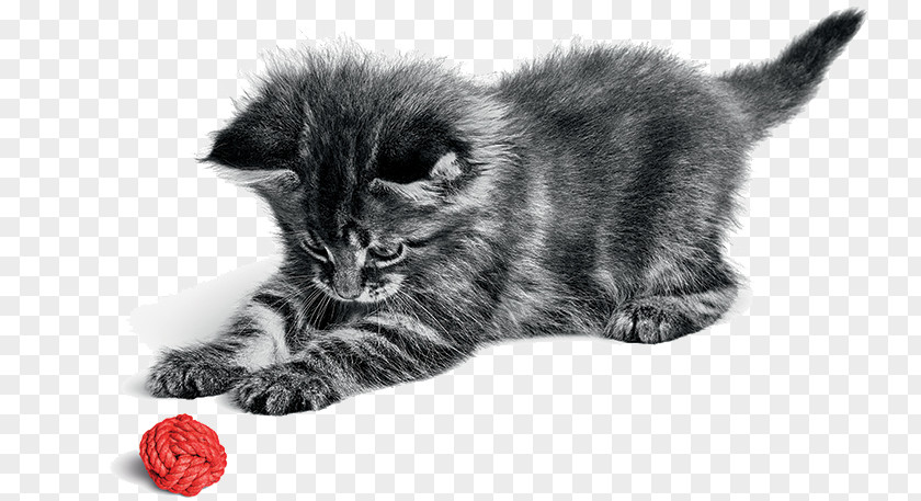 American Curl Kittens Persian Cat Norwegian Forest Kitten Chartreux Dog PNG