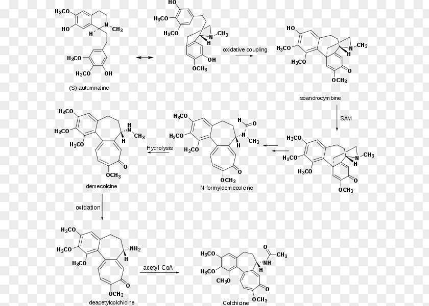 Anticancer Colchicine Autumn Crocus /m/02csf Document PNG