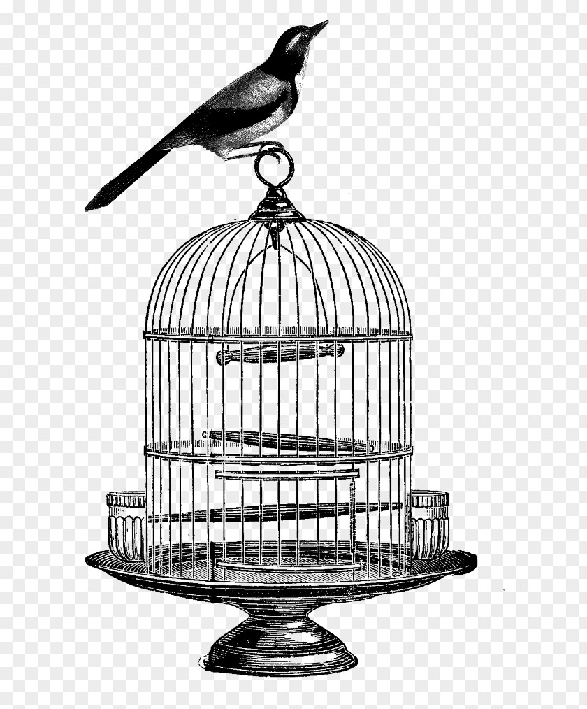 Bird Birdcage Drawing Clip Art PNG