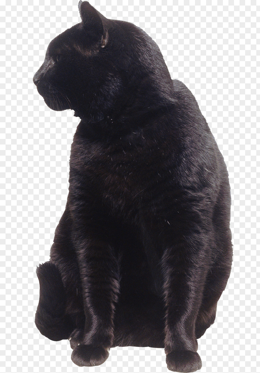 Black Cat Whiskers Mammal Dog Carnivora PNG