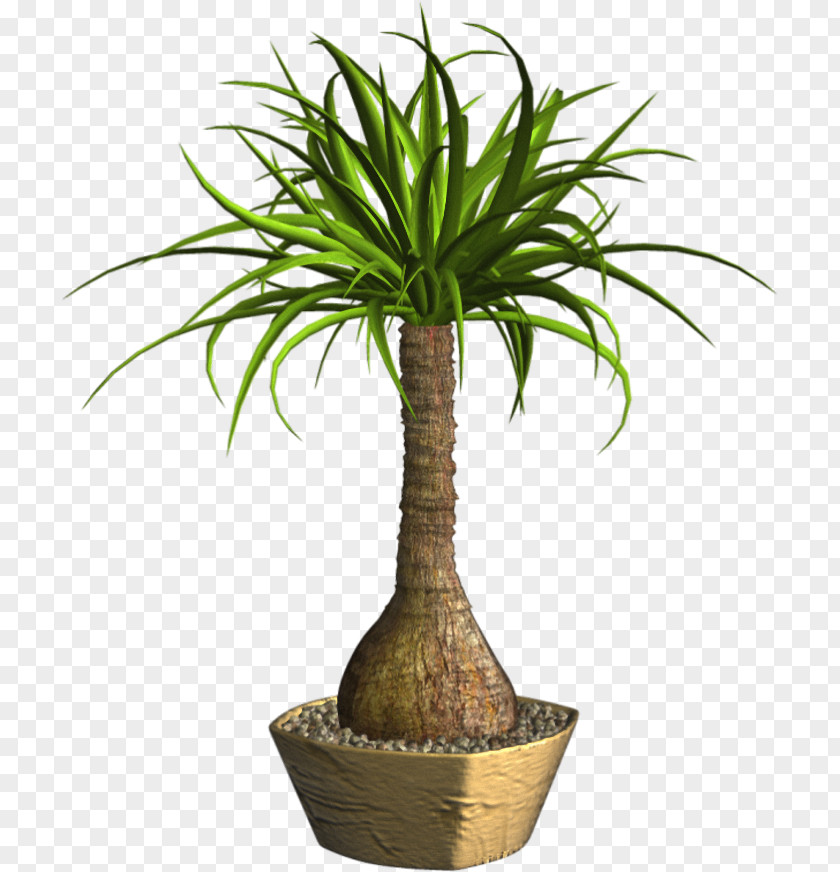 Plant Flowerpot Arecaceae PNG