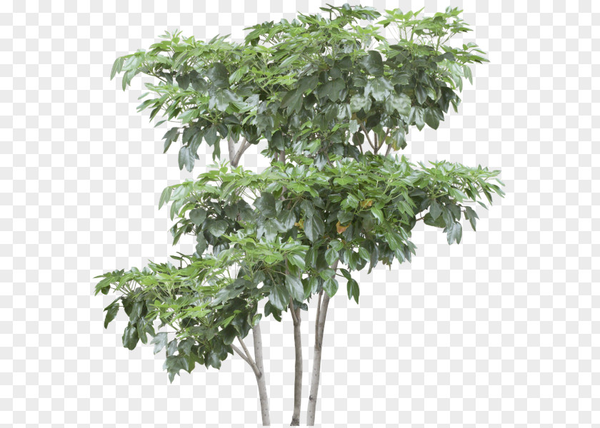 Tree Shrub Tropical Rainforest PNG