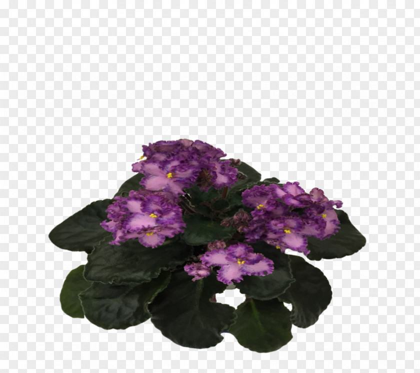 African Violets Cut Flowers Annual Plant Herbaceous Shrub PNG