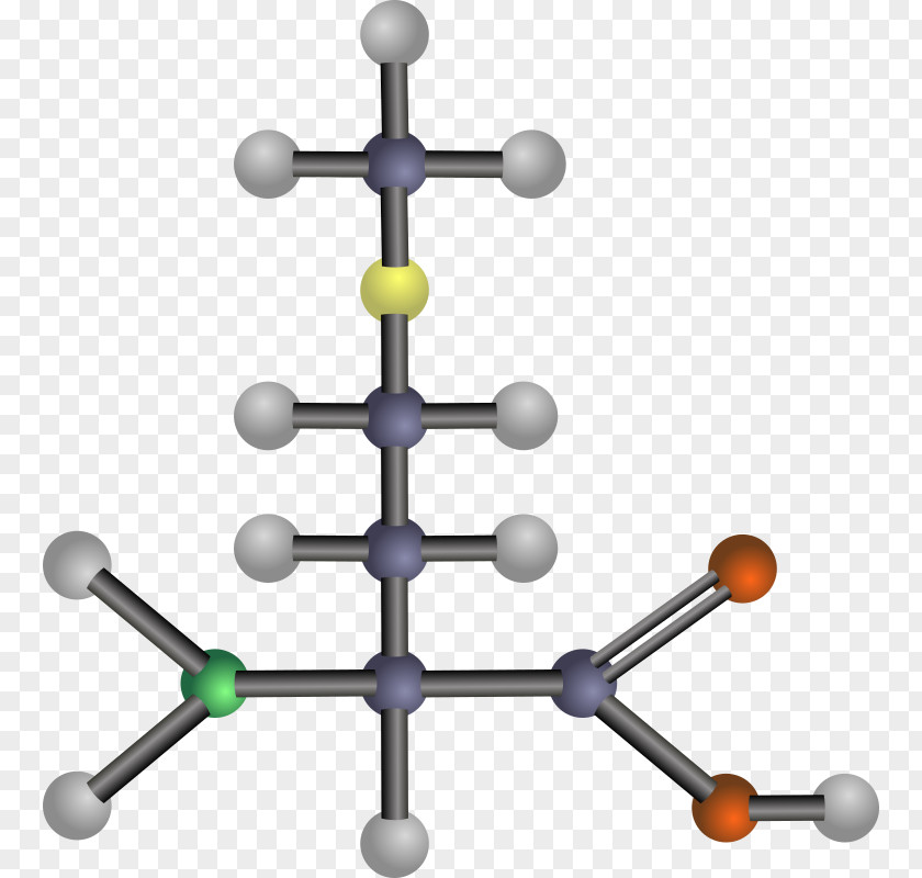 Amino Acids Branched-chain Acid Asparagine Tyrosine PNG