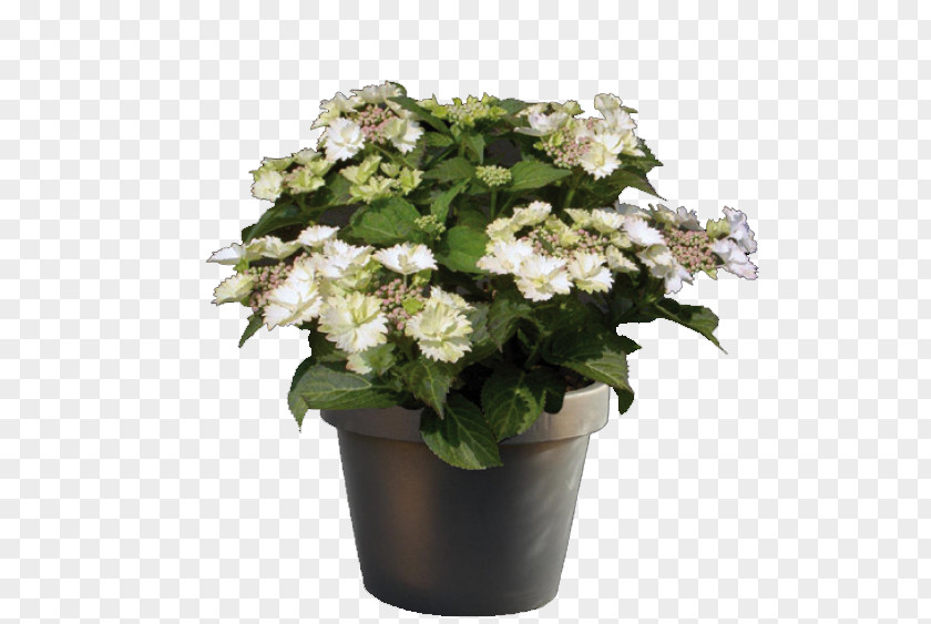 Hydrangea Cook's Garden Centre Flowerpot Plant PNG