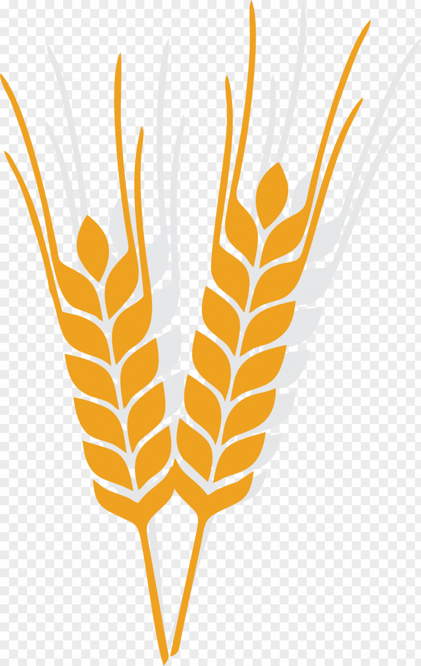 Mature Rice Oat Clip Art PNG