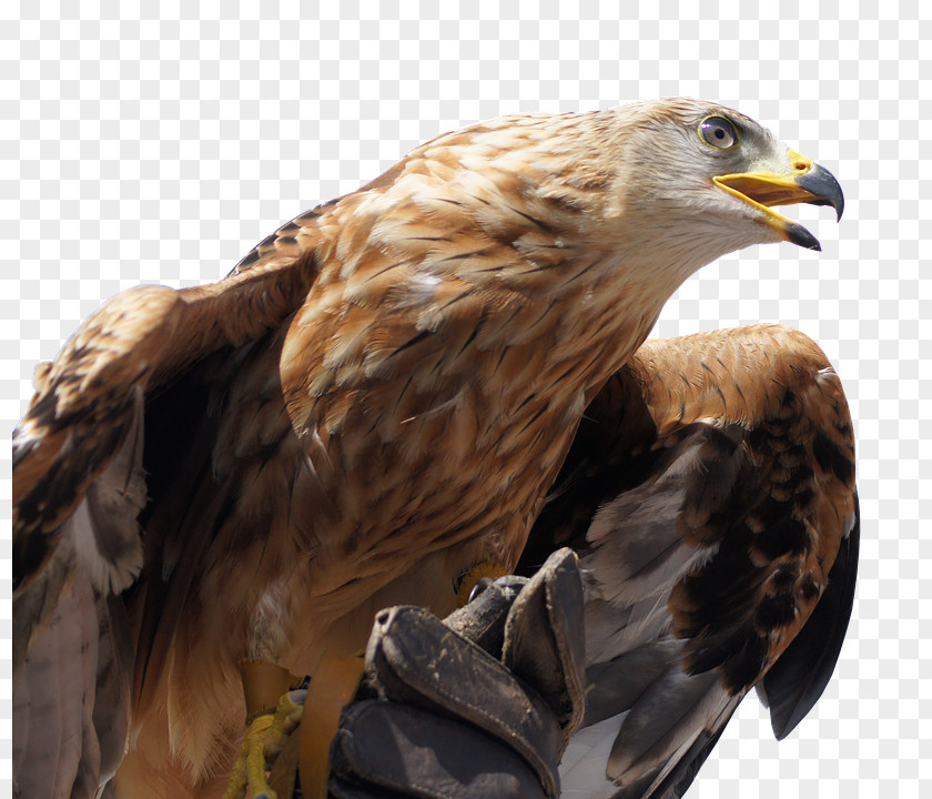 United States Bald Eagle Bird Stock.xchng PNG