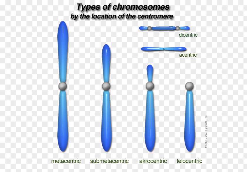 Chromosome Human Genome Haploid Cell Karyotype Haploidi PNG