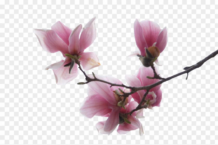 Flower Magnolia PSP Rose Home Page PNG