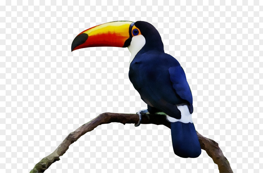 Toucans Piciformes Beak Biology Science PNG
