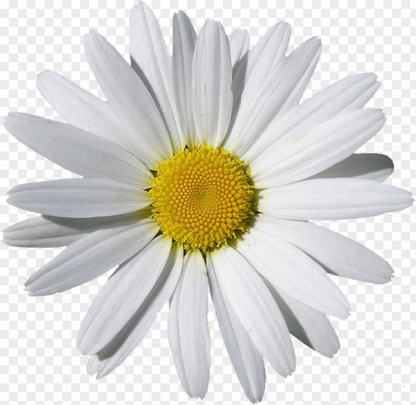 Chamomile Clip Art Image PNG