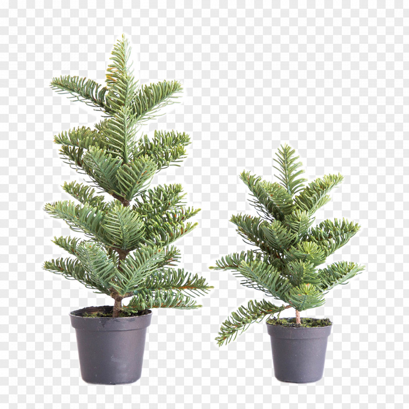 Christmas Tree Spruce English Yew Fir Pine Evergreen PNG