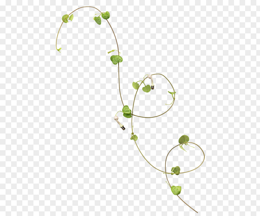 Flower Vine Image Vector Graphics PNG