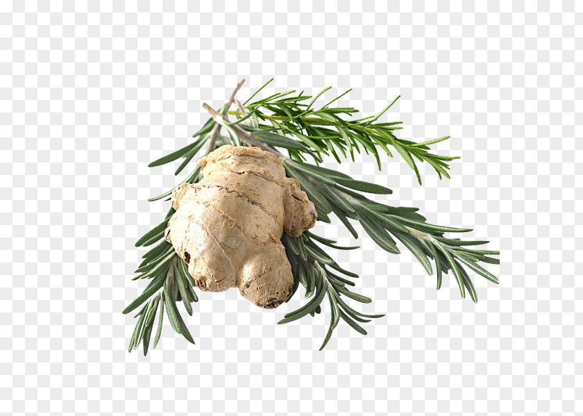 Ginger Rosemary Download Icon PNG