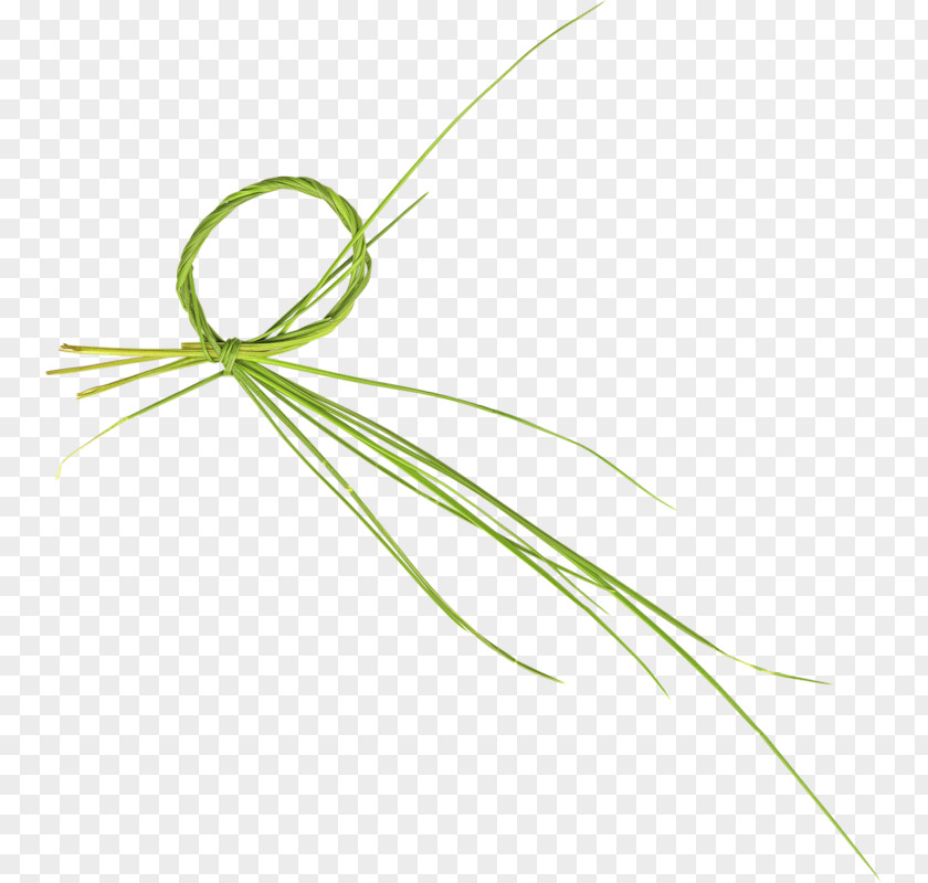 Green Grass Drawing PNG