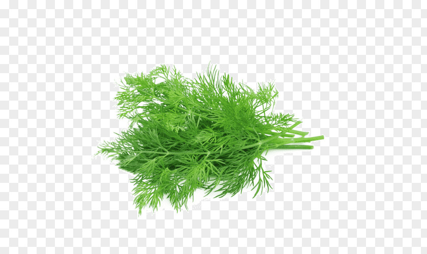 Pianta Aromatica Fennel Herb Stock Photography Dill Image PNG