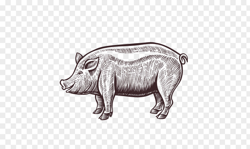 Pig Domestic Pork Meat Illustration PNG