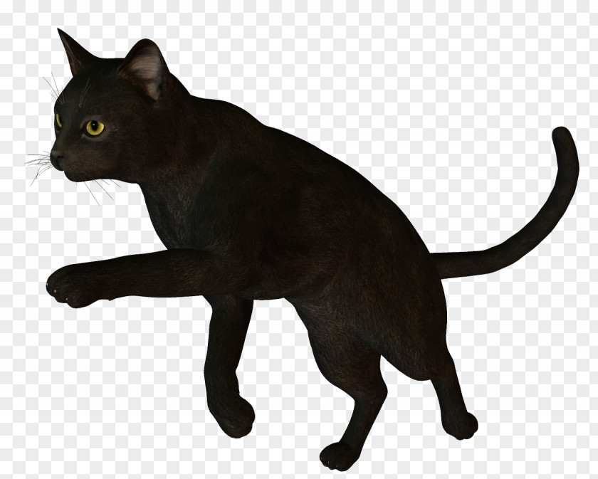 Black Cat Bombay Korat Burmese Havana Brown PNG
