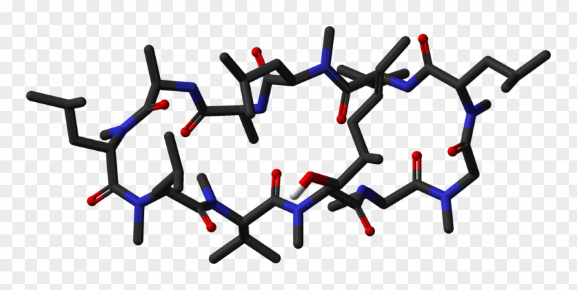 Cyclosporine Nonribosomal Peptide Ribosome Sirolimus Tacrolimus PNG