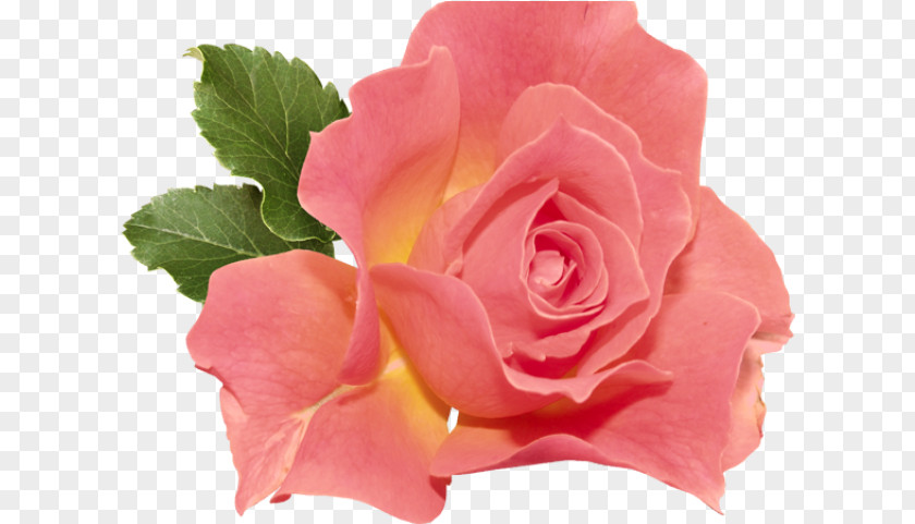 Floribunda Plant Garden Roses PNG