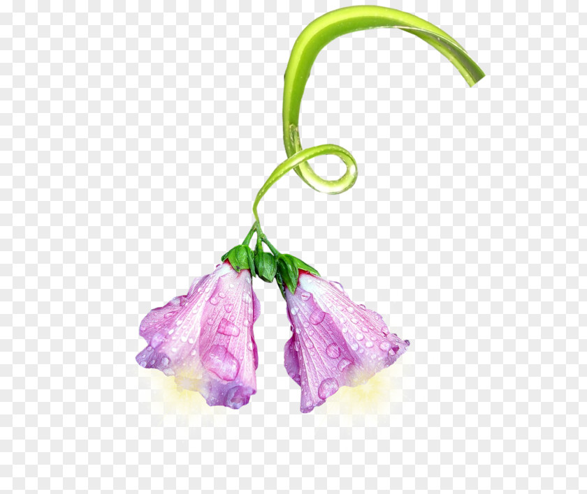 Flower Petal Plant Wisteria Lavender PNG