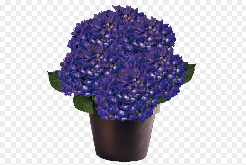 Hydrangea Blue Garden Centre Plant Cut Flowers PNG