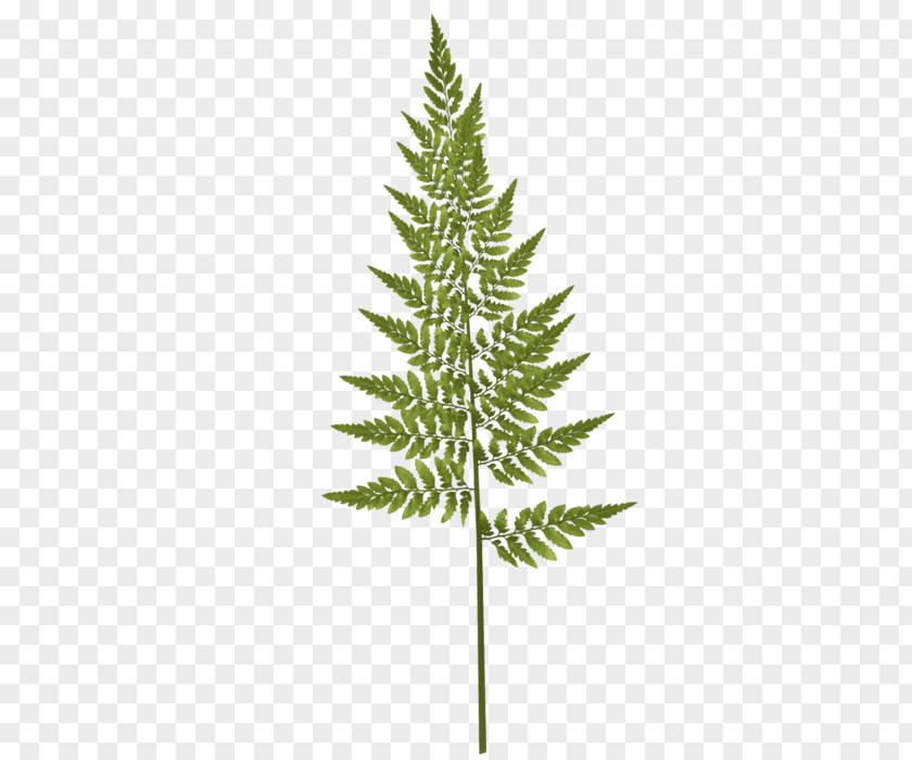 Ming Fern Foliage Watercolor Painting Vector Graphics Image PNG