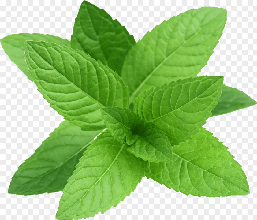 Perennial Plant Tea Leaf PNG