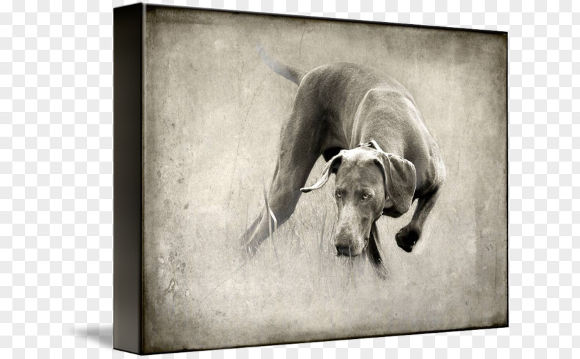 Puppy Dog Breed Weimaraner Whippet Italian Greyhound PNG