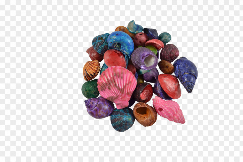 Seashell The Company Bead Craft Kilogram PNG