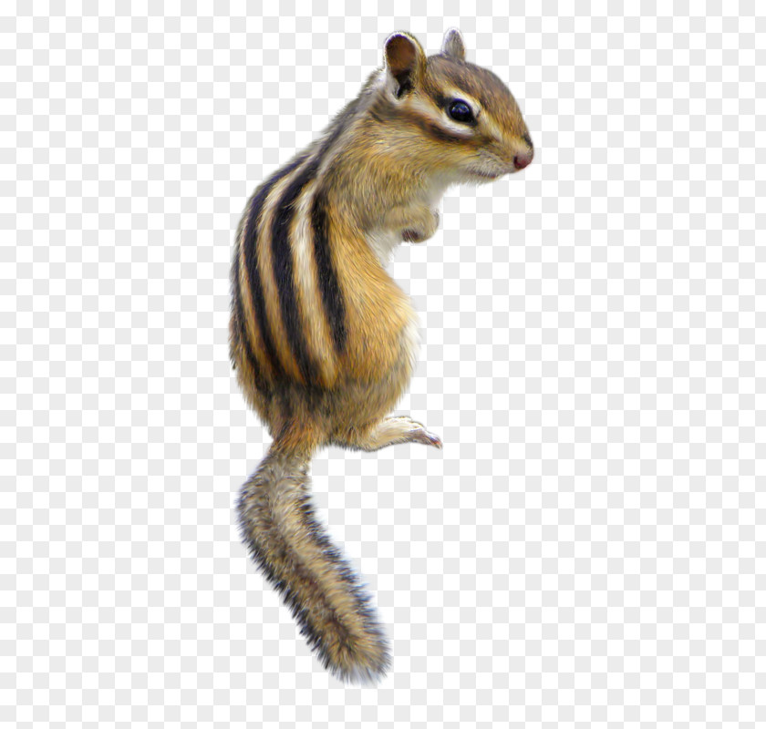 Squirrel Chipmunk Fox Wildlife Fur PNG