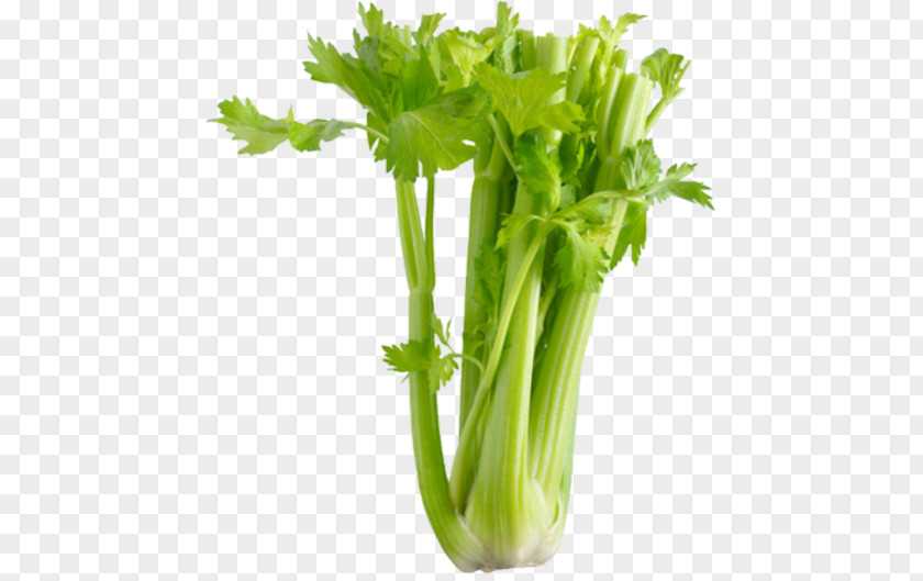 Vegetable Organic Food Celery Salt Health PNG