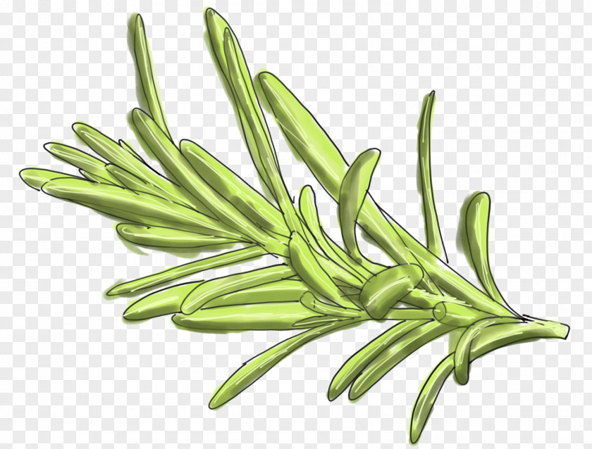 Green Bean Food Herb Rosemary Bittering Agent PNG