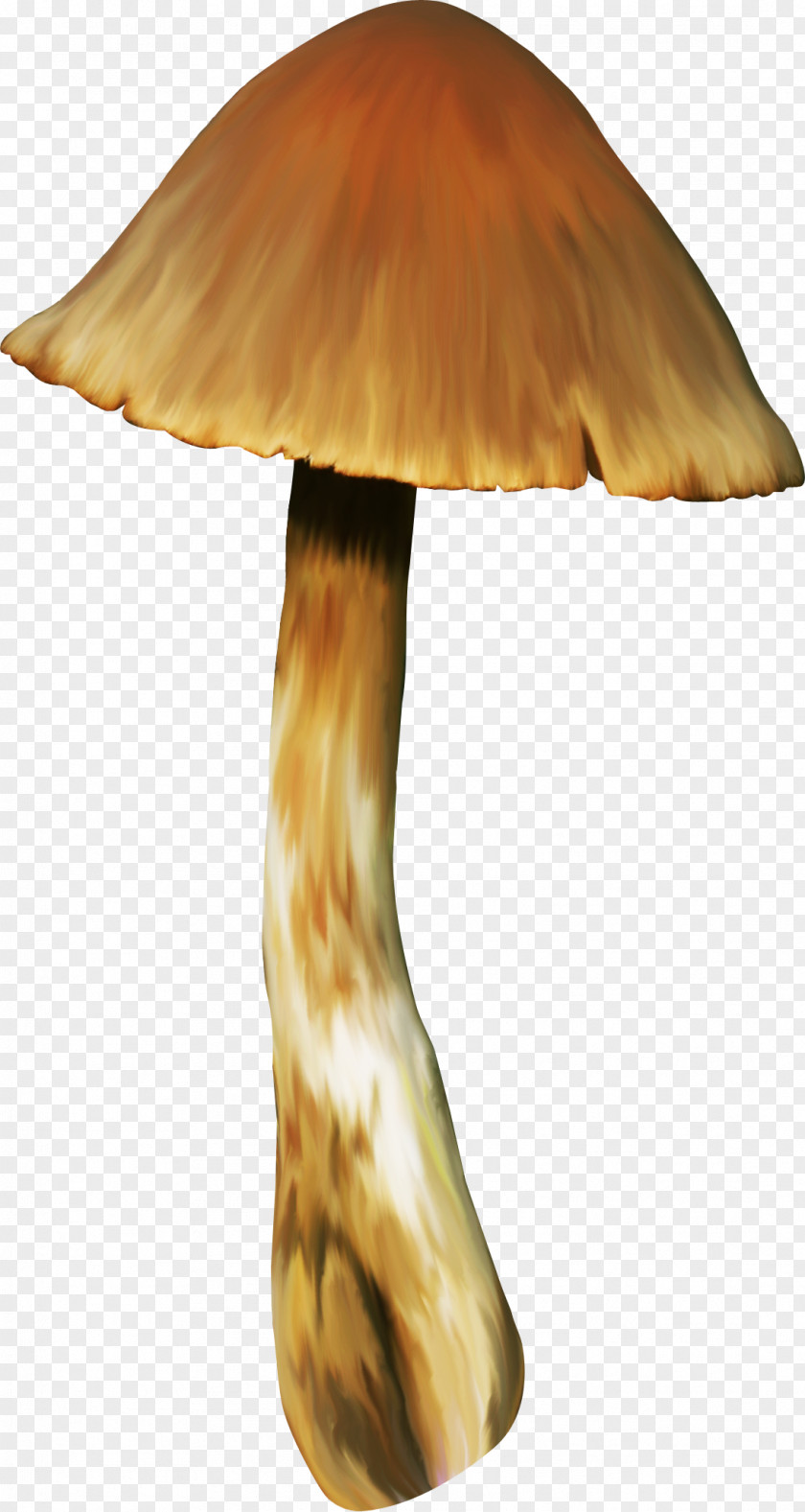 Mushrooms Wood Mushroom /m/083vt PNG
