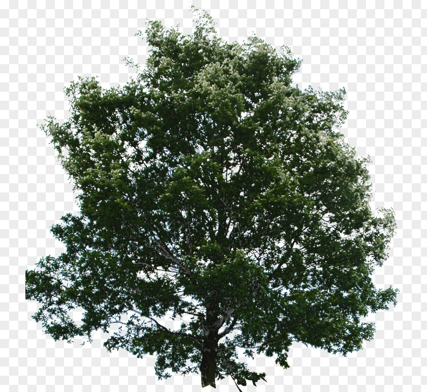 Tree Transparency Clip Art Image PNG