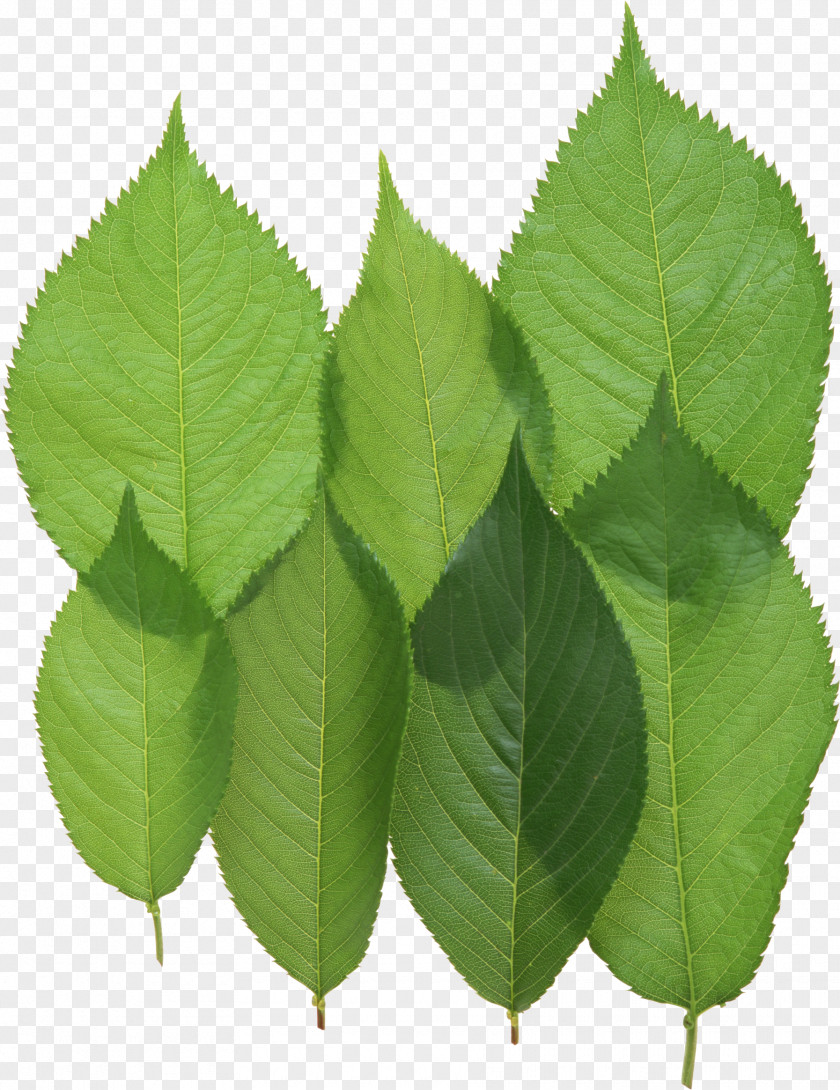 Green Leaf Download PNG