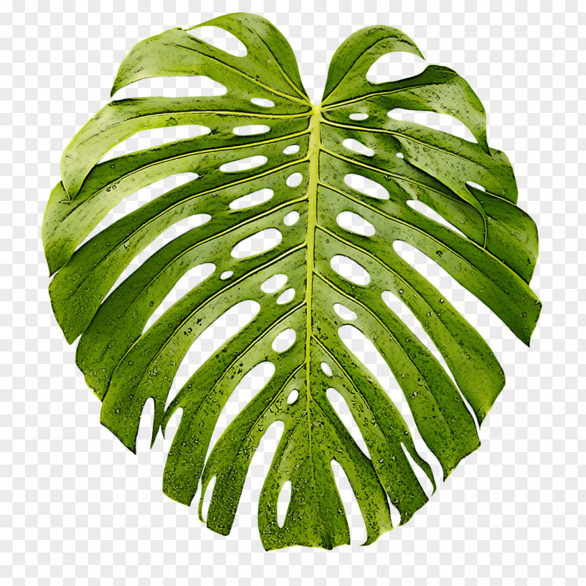 Leaf Monstera Deliciosa Green Plant Flower PNG