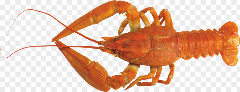 Lobster Crayfish As Food PNG as food, s clipart PNG