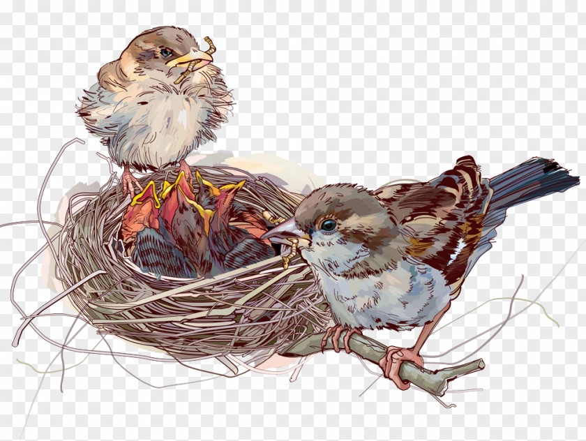 Vector Bird Nest Download Illustration PNG
