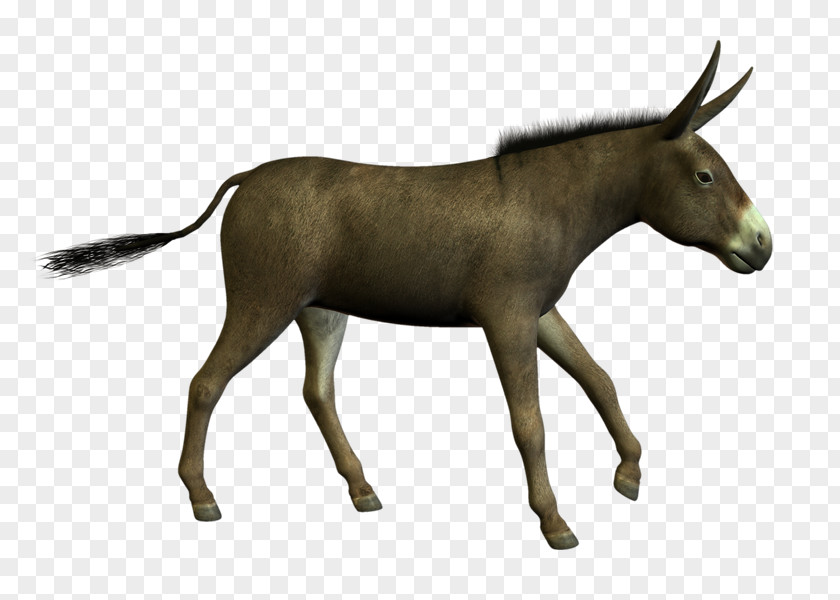 Burro 3D Rendering Photography PNG