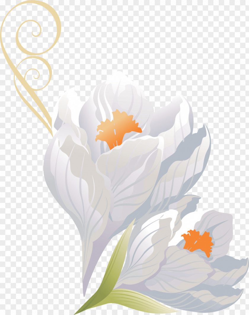 Crocus Flower PhotoScape PNG